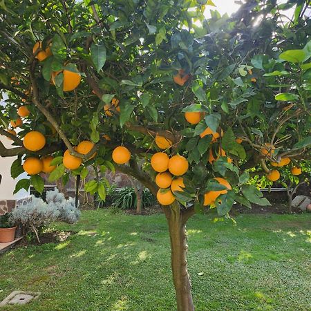 La Limonaia Villa Castel Volturno Luaran gambar