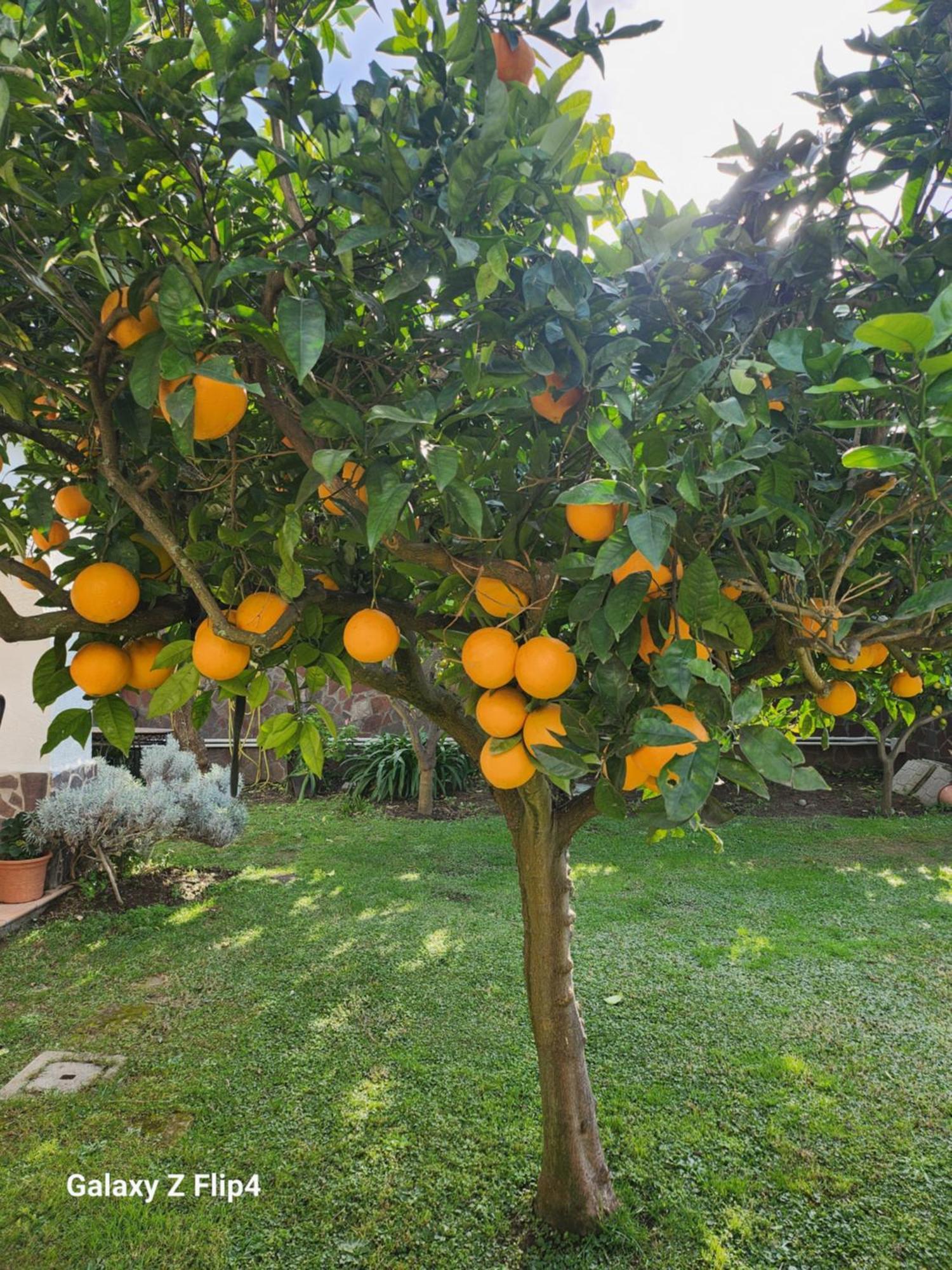 La Limonaia Villa Castel Volturno Luaran gambar